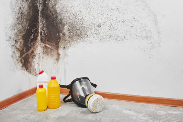 Professional Mold Remediation in Sleepy Hollow, IL